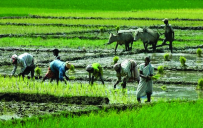 farmers1 farmers1