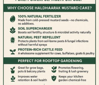 Mustard Cake